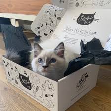 Kitnipbox is the #1 subscription box for cats! Aylesbury Box Company Subscription Boxes With Cattitude