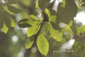 Image result for Cordia monoica