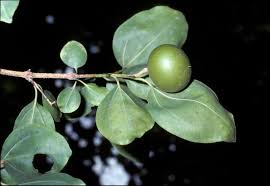 Image result for Strychnos