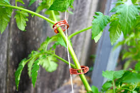 Learn how to trellis tomatoes in this video by the home depot: How To String Up Your Climbing Tomatoes