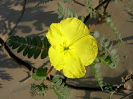Image result for Tribulus zeyheri