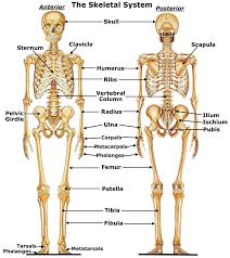 Labeled skeletal system diagram a basic human skeleton is studied in schools with a simple diagram. Skeletal System Biological Science Picture Directory Pulpbits Net