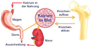 Calcium Der Wichtigste Knochen Baustein