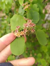 Image result for Amelanchier alnifolia