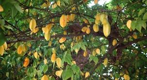 We did not find results for: 7 Succulent Facts About Star Fruit The Fact Site