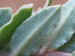 Image result for Talinum crispatulum