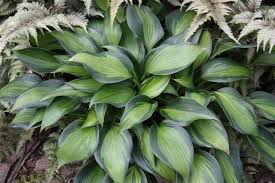 The height is 35 to 40 cm and the growth is medium. Hosta June Spirit June Spirit Hosta From Prides Corner Farms