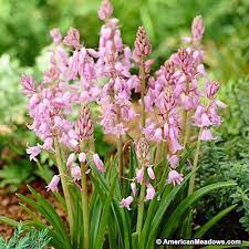 Pin On All About Fall Planting