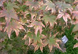Two diseases that affect the appearance of japanese maple trees without endangering their lives are tar spot and sooty mold. Scorch Sunburn And Heat Stress
