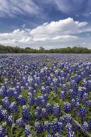 Azaiez is an excellent choice to serve the district as its next leader. Bluebonnet Field Jason Weingart Photography Blue Bonnets Tours Photography