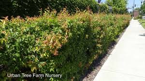 Image result for Xymalos