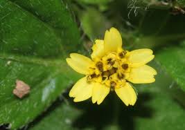 Image result for Synedrella