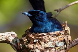 Baby Bird Identifier By Picture 
