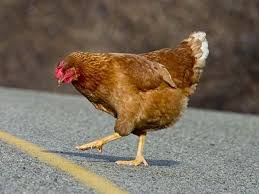 Camels only have one or 2 humps depending on the kind of camel but if it is pregnate it's belly would bump out creating a 3 humped camel. Why Did The Chicken Cross The Road Youtube