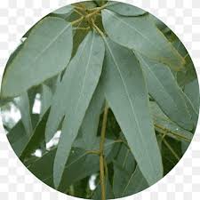 Although the flowers are tiny they cover the tree like a veil and have a lemon perfume. Lemon Myrtle Png Images Pngwing