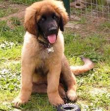 Our listings are from top breeders from around the country. 78 Leonberger Ideas Leonberger Leonberger Dog Dogs