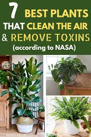 7 Best Indoor Plants That Clean The Air And Remove Toxins Nasa Study In 2020 Plants Indoor Plants Best Indoor Plants