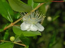 Image result for Myrtaceae