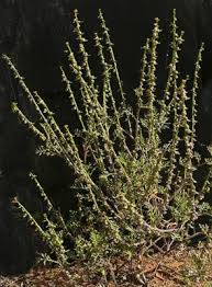 Image result for Carrichtera annua