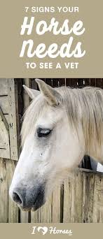 7 Signs Your Horse Needs To See A Vet Horses Horse Care Horse Injuries
