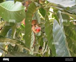 Image result for Aphanamixis polystachya