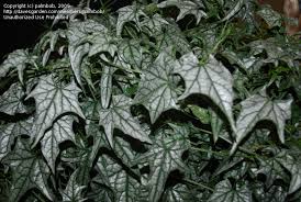 Image result for Gerrardanthus lobatus