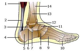 Medial malleolus, kaval kemiğinin, ayak bileğinde vücuda doğru olan yumru biçimindeki çıkıntıdır. Medial Malleol Kirigi Nedir Kac Gunde Iyilesir Milat Gazetesi