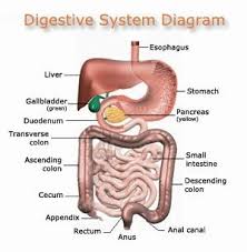 Detoxification Colon And Psoriasis Tips Gezond