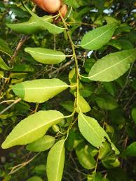 Image result for Spirostachys