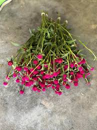 eleven roots flower + farm