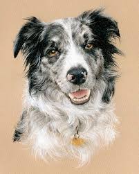 Blue Merle Collie pastel portrait drawing by Margaret Scanlan