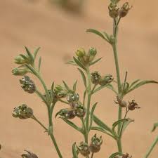 Image result for Vahlia