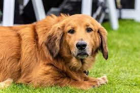 Any golden retriever mix will have at least some of the golden retriever's friendly personality, making what makes the golden retriever so popular? Basset Retriever Mixed Dog Breed Pictures Characteristics Facts