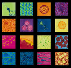 See what michelle banks (shevy) has discovered on pinterest, the world's biggest collection of ideas. Creators Michele Banks Art The Science Blog