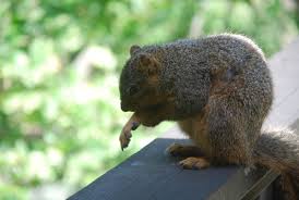 We did not find results for: Squirrels Going Nutty In The Gutters The Mercury News