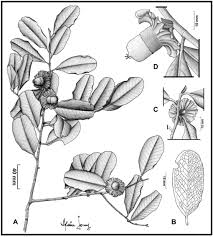 Image result for Diospyros consolatae
