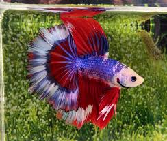 Captain America Halfmoon Betta