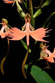 Image result for Habenaria macrura