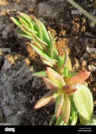 Image result for Lobelia sonderiana