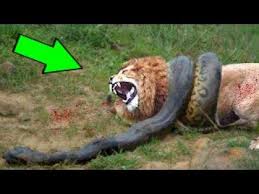 Lion with a snake (french: Lion Vs Big Python Snake Real Fight Leopard Wild Boar Tiger Most Amazing Wild Animal Attacks