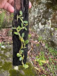 Image result for Bulbophyllum intertextum