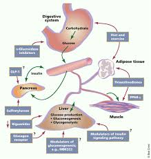 Pin On Diabetes History