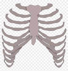 Large collections of hd transparent rib png images for free download. Rib Cage Png Rib Cage Transparent Clipart 75517 Pikpng