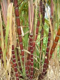 Cannes A Sucre Canne A Sucre Idee Legume Fruits Exotiques