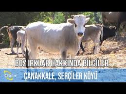 Kapali Ortamda Bakilan Hayvanlarda Akciger Enfeksiyonu 2 Bolum Youtube