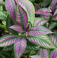Image result for Strobilanthes