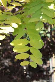Image result for Robinia