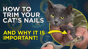 Ancol ergo cat nail clippers £3.04. How To Trim Your Cat S Nails Video Youtube