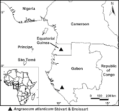 Image result for Tridactyle stevartiana