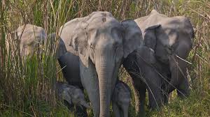 Wild Indian Elephant Dies Trying to ...